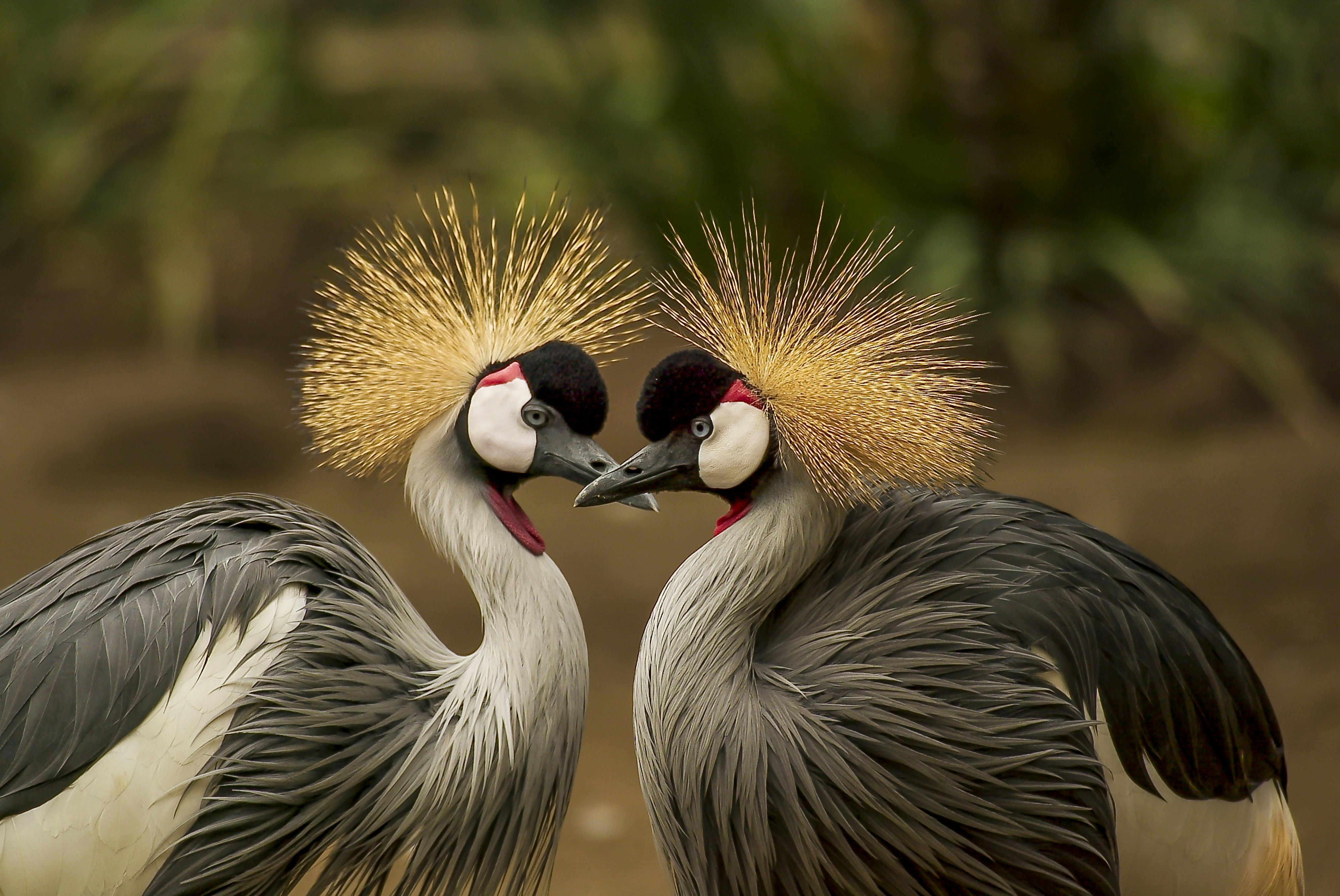 Wildlife Photos, Download The BEST Free Wildlife Stock Photos &amp; HD ...