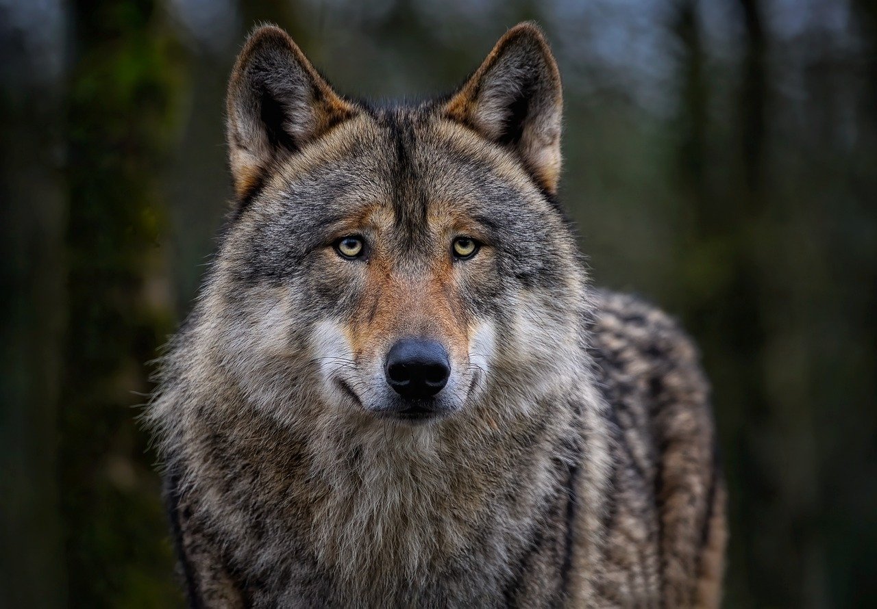 free wolf