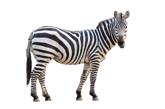 free zebra