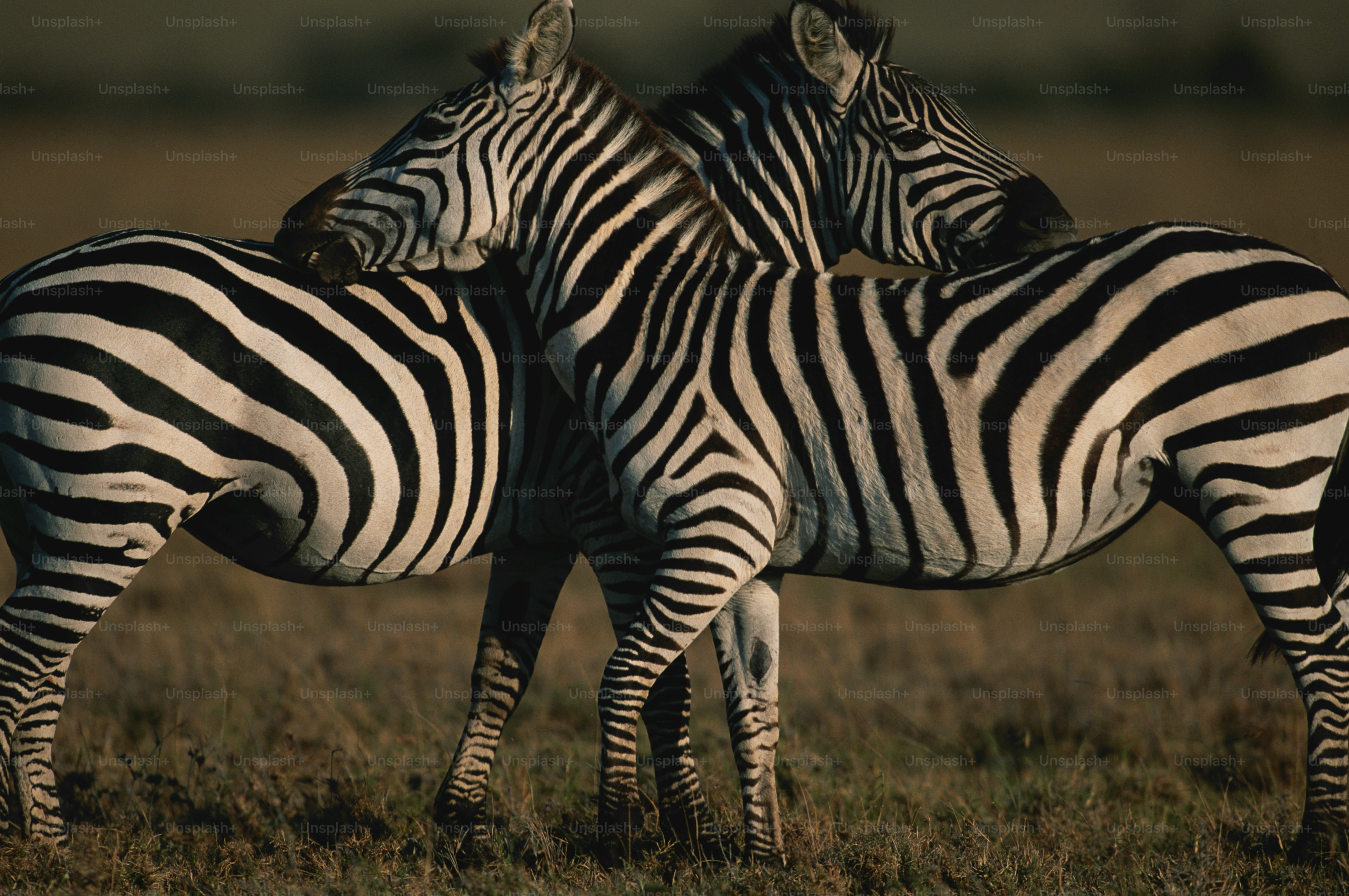 free zebra