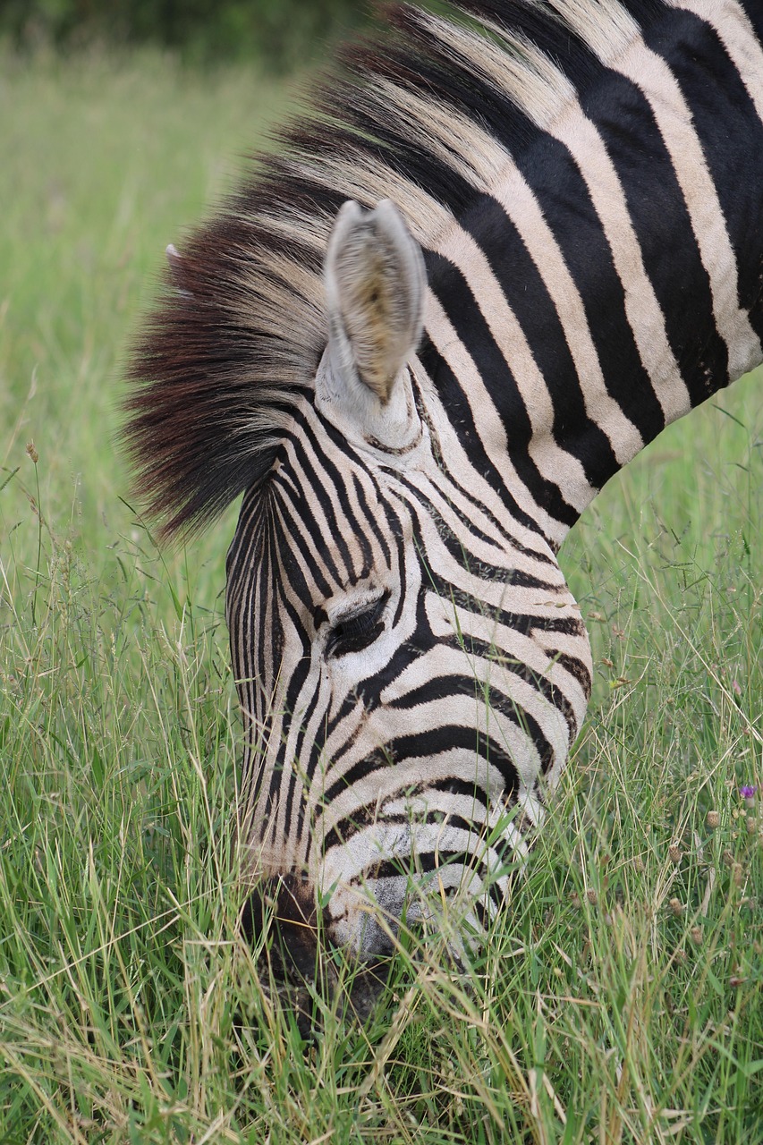 free zebra