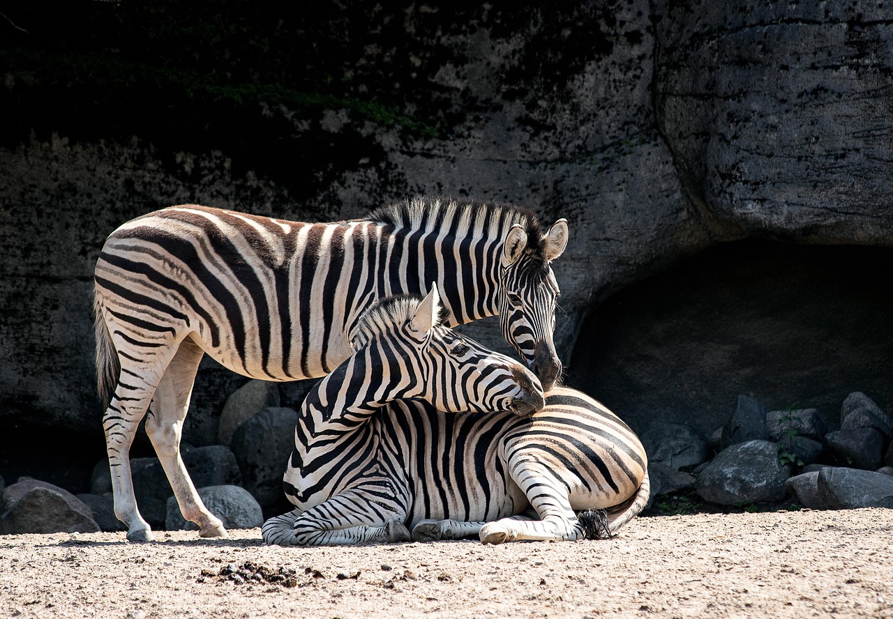 free zoo pictures