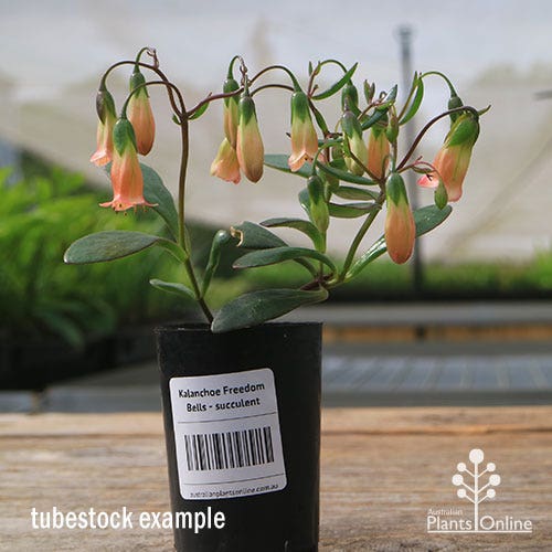 Kalanchoe Freedom Bells Australian Plants Online