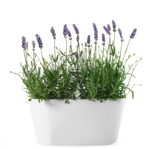 Lavender purple + free duopot white - Lavender purple + free ...