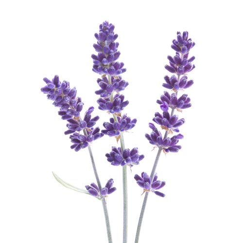 Lavender purple + free duopot white - Lavender purple + free ...