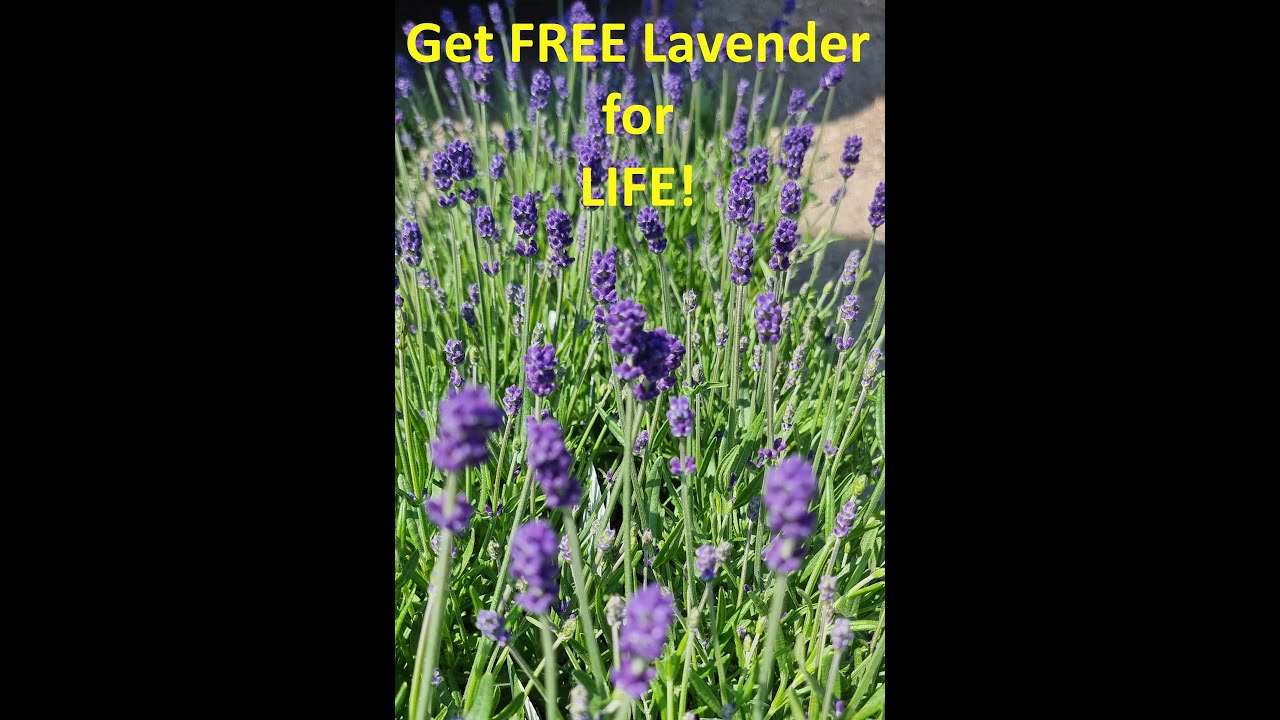 How to Get FREE Lavender Plants for Life!!