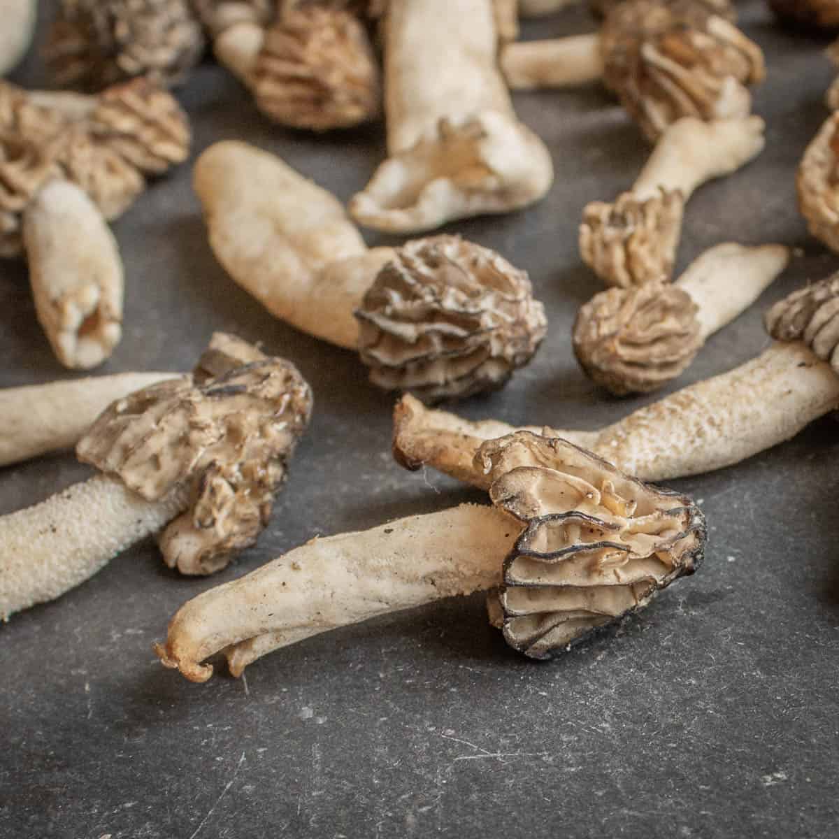Half-Free Morel Mushrooms (Peckerheads)