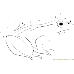 Frog Connect the Dots Worksheets Printable for Kids