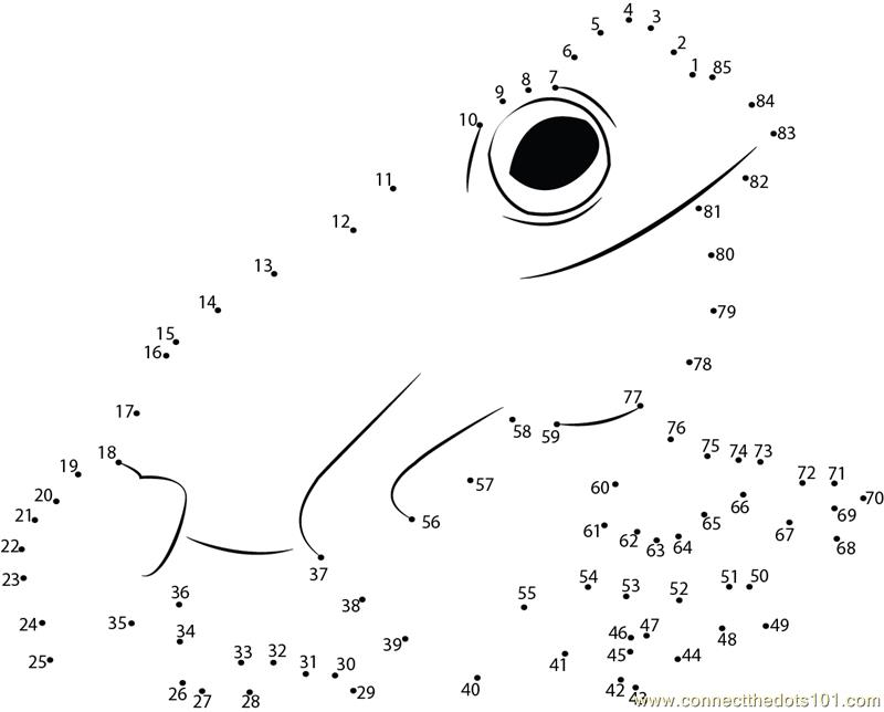 frog dot to dot