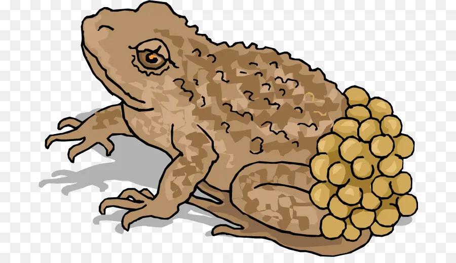 Toad With Eggs - Toad with Eggs Illustration - CleanPNG / KissPNG