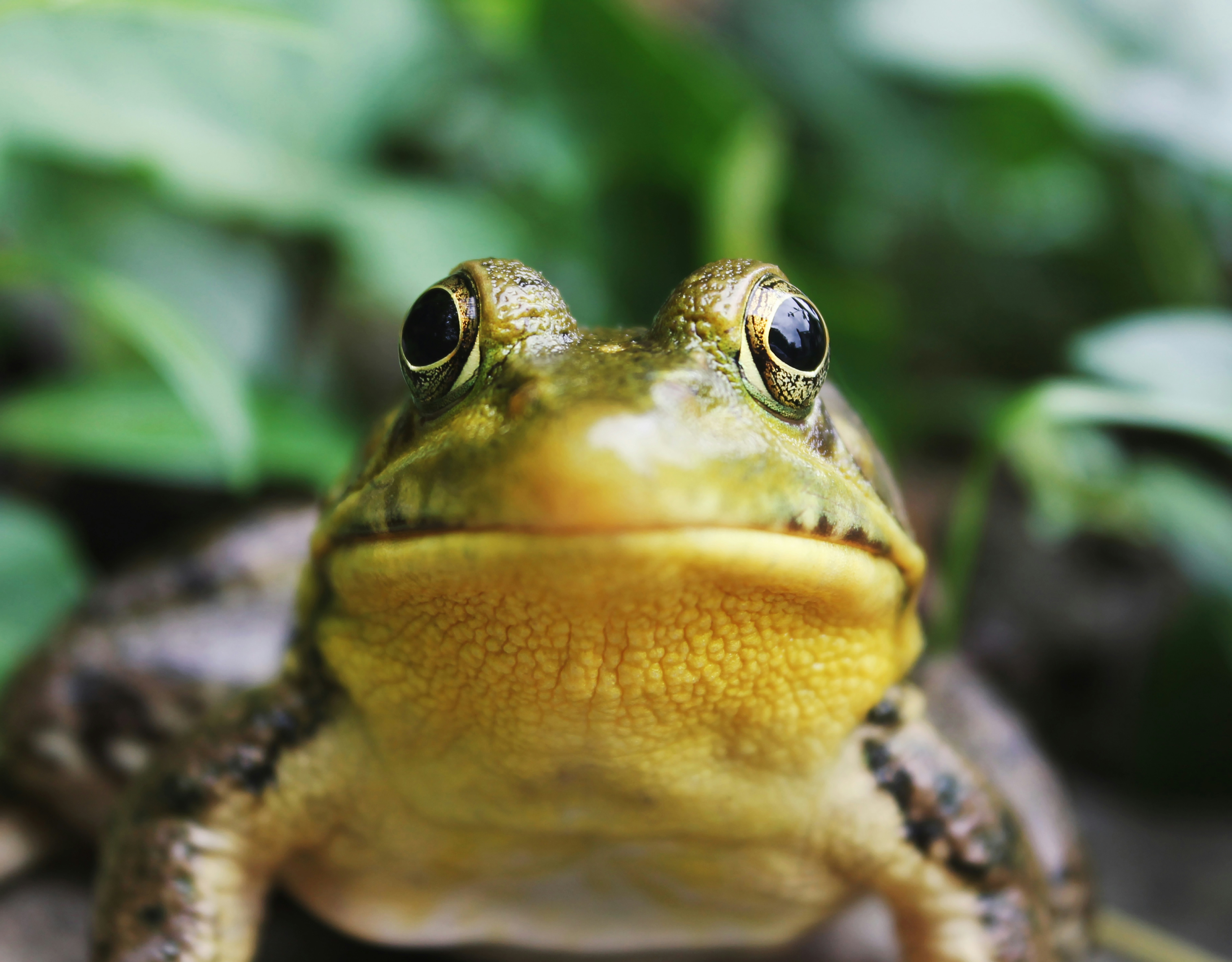 Frog Pictures [HD] | Download Free Images on Unsplash
