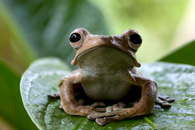 Frog Images - Free Download on clipart library