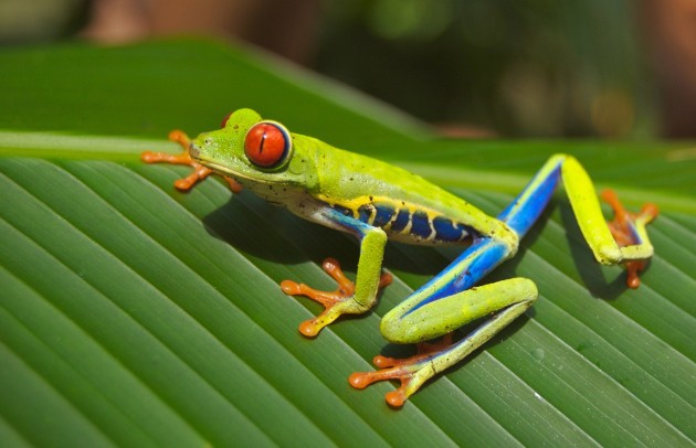 1,000+ Best Frog Photos · 100% Free Download · Pexels Stock Photos