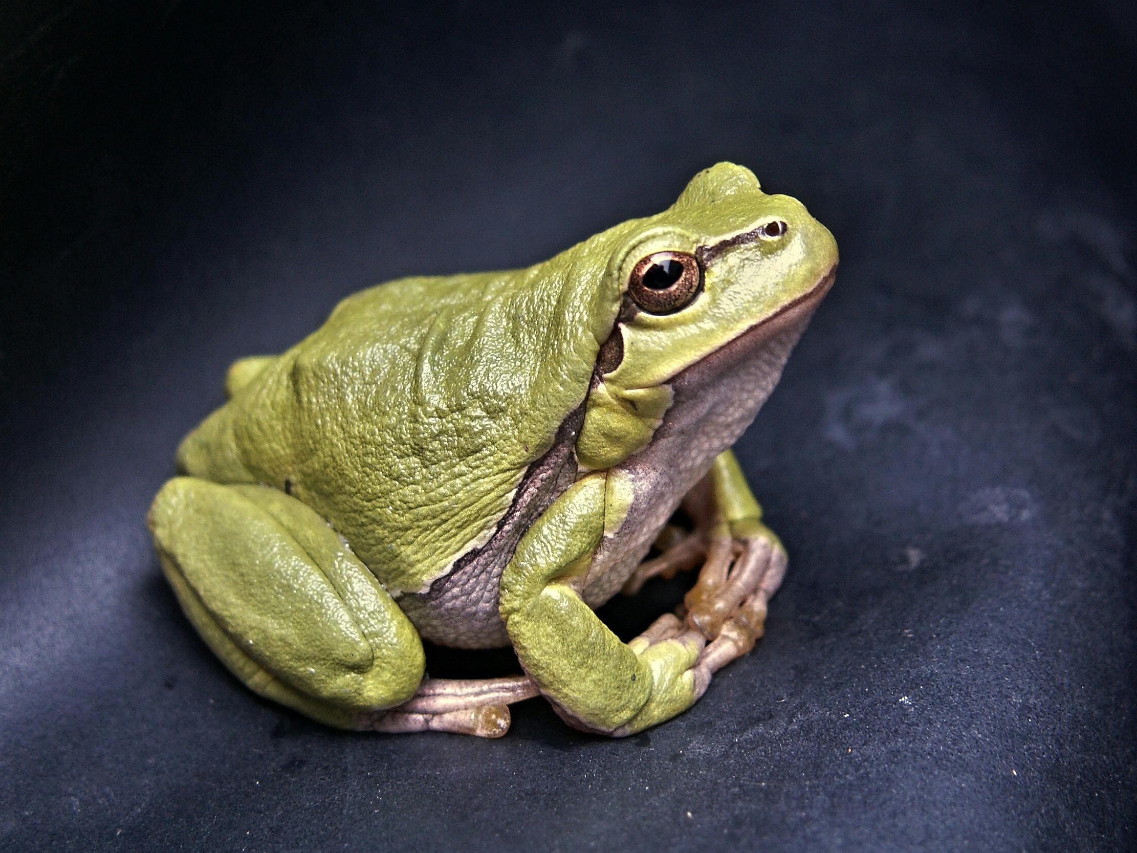 7,600+ Poisonous Frog Stock Photos, Pictures &amp; Royalty-Free Images ...