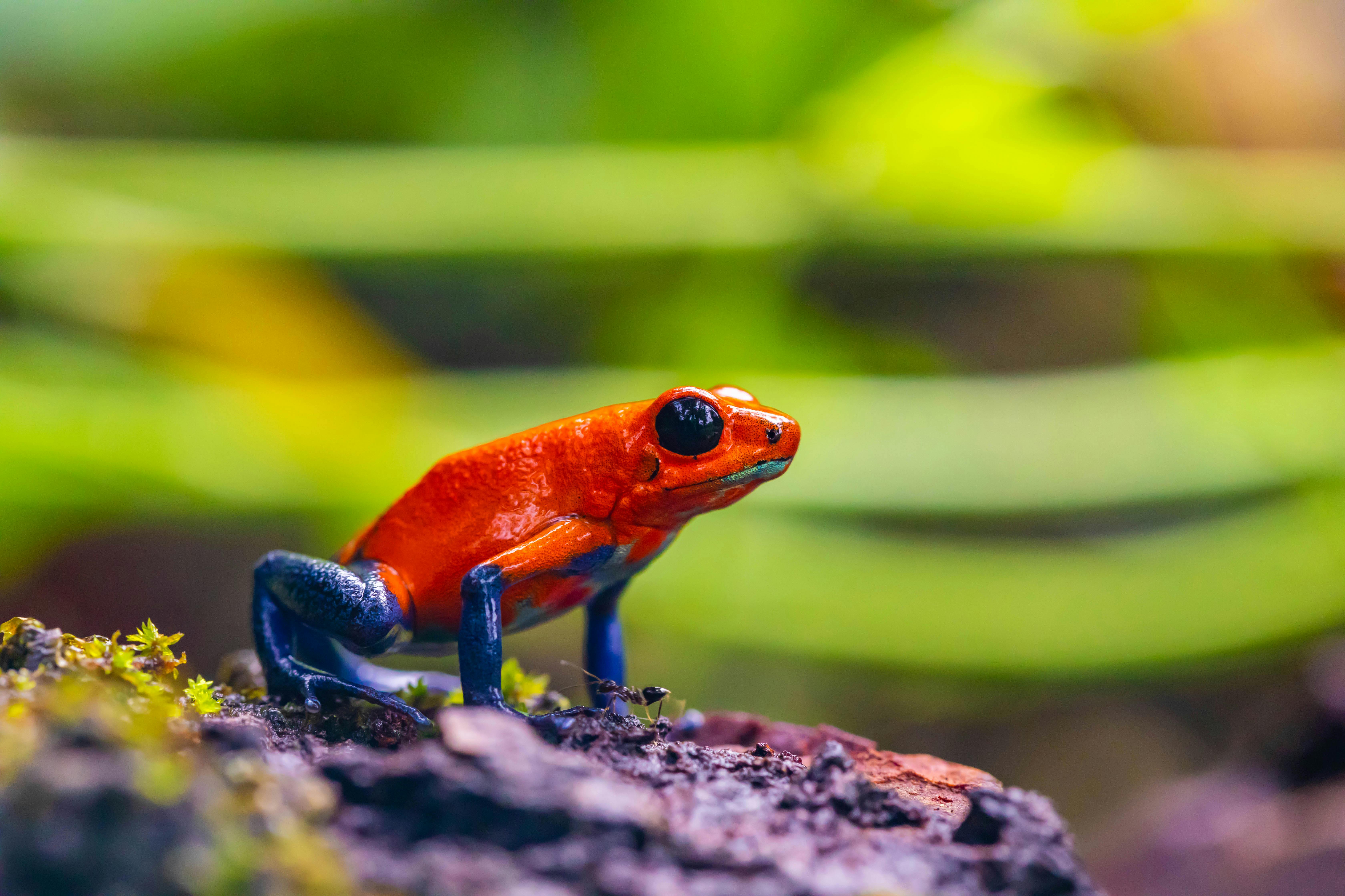 1,000+ Best Frog Photos · 100% Free Download · Pexels Stock Photos