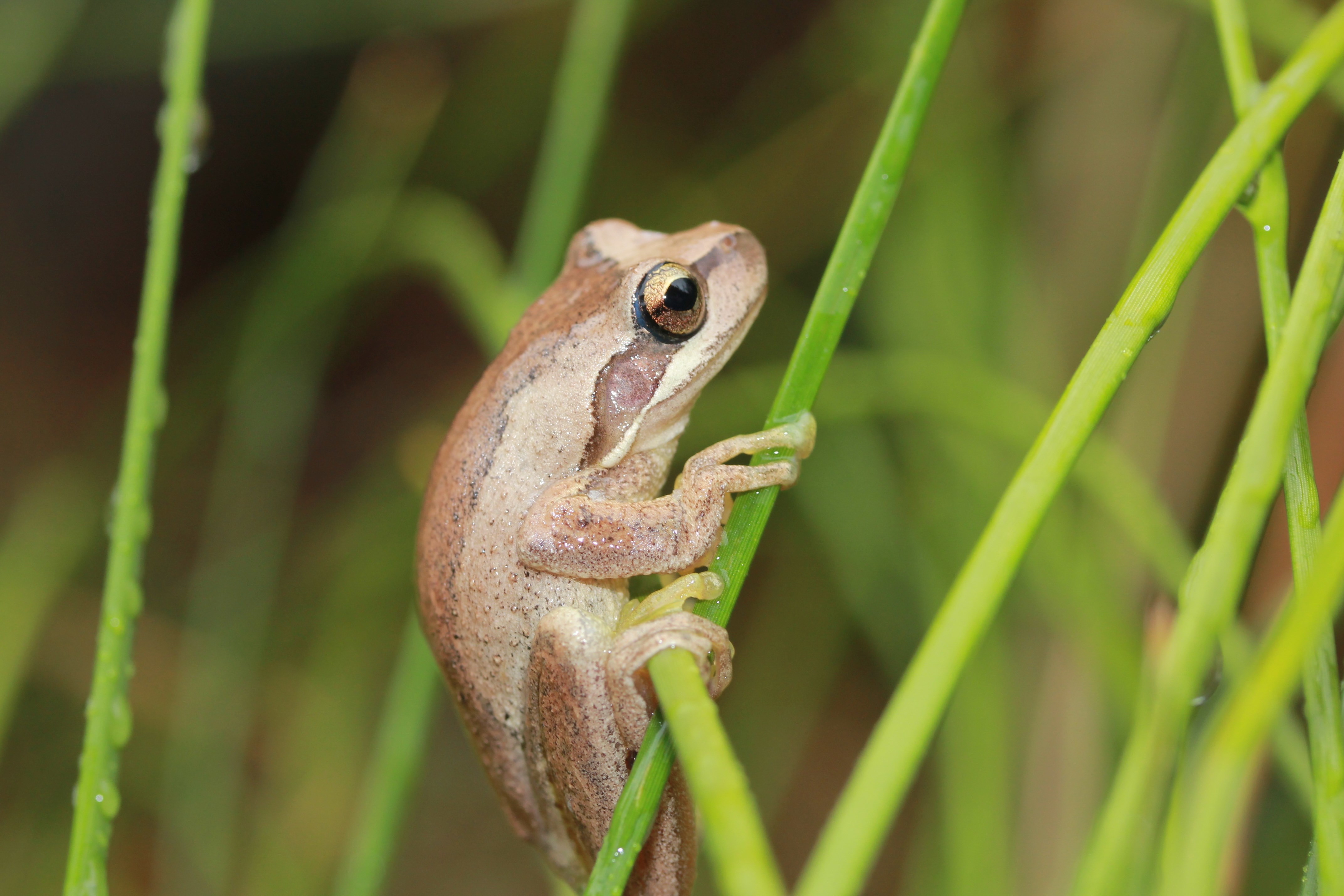 4 steps to a frog-friendly garden and why youd want… | Green Adelaide