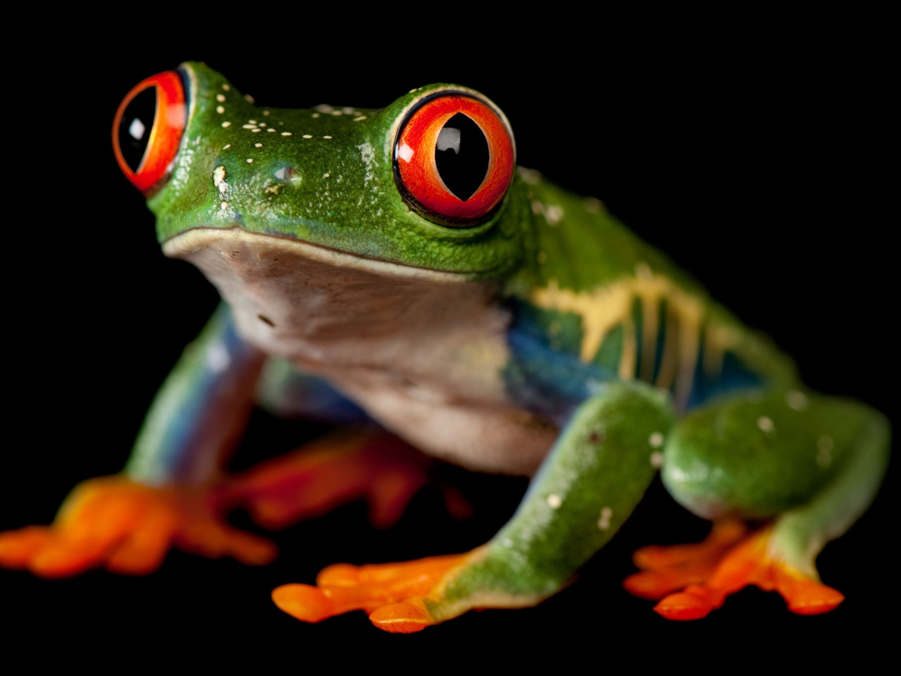 13 Gorgeous Pictures Remind Us Why Frogs Need Our Help