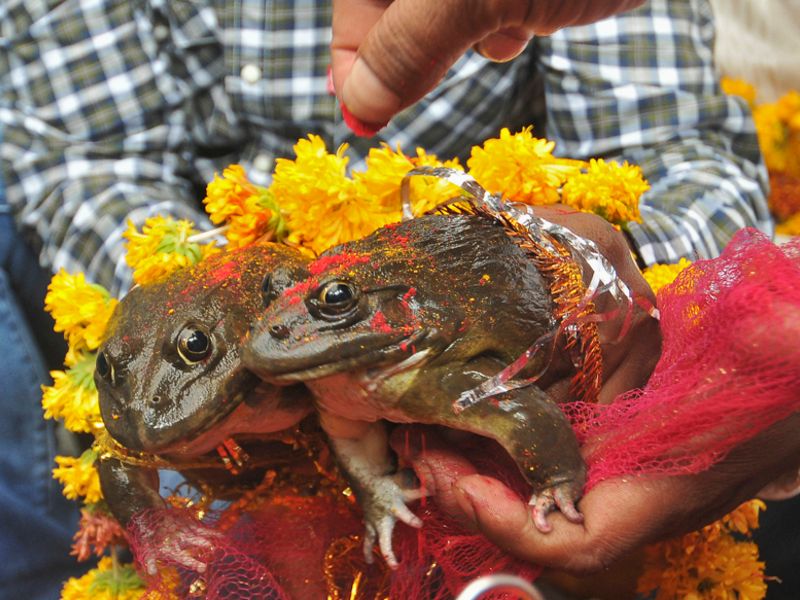 Frog Wedding in Varanasi : A One of a Kind Festival
