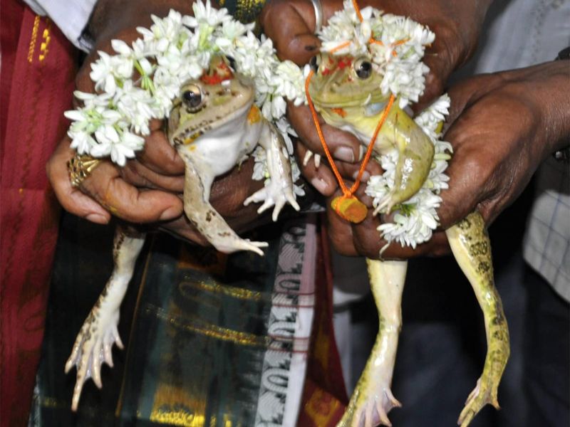 Frog Wedding in Varanasi : A One of a Kind Festival