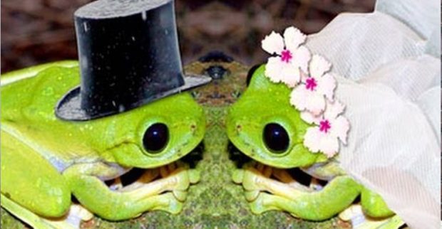 The history behind frogs wedding. - Writers International Edition