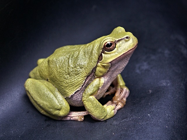 7,000+ Best Frog Images &amp; Pictures for Free - Pixabay