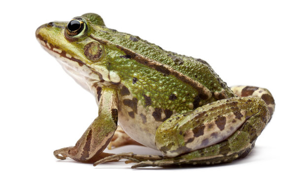 Frog Images – Browse 654,814 Stock Photos, Vectors, and Video ...