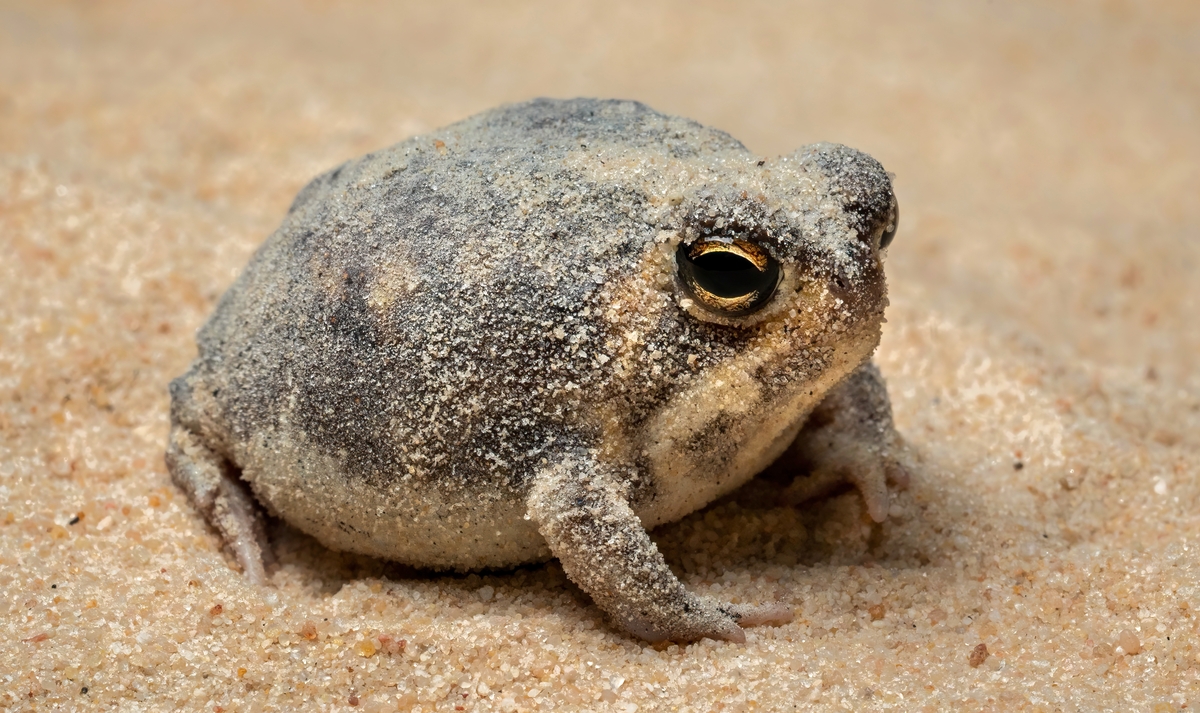 Fascinating Frogs - WCS.org