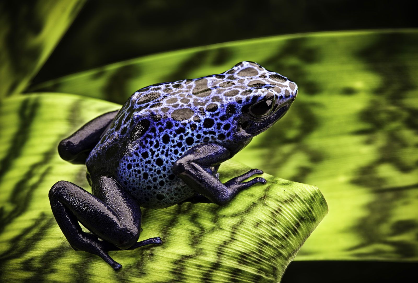 Frog | Definition, Species, Habitat, Classification, &amp; Facts ...