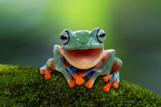 Frog Images – Browse 637,936 Stock Photos, Vectors, and Video ...