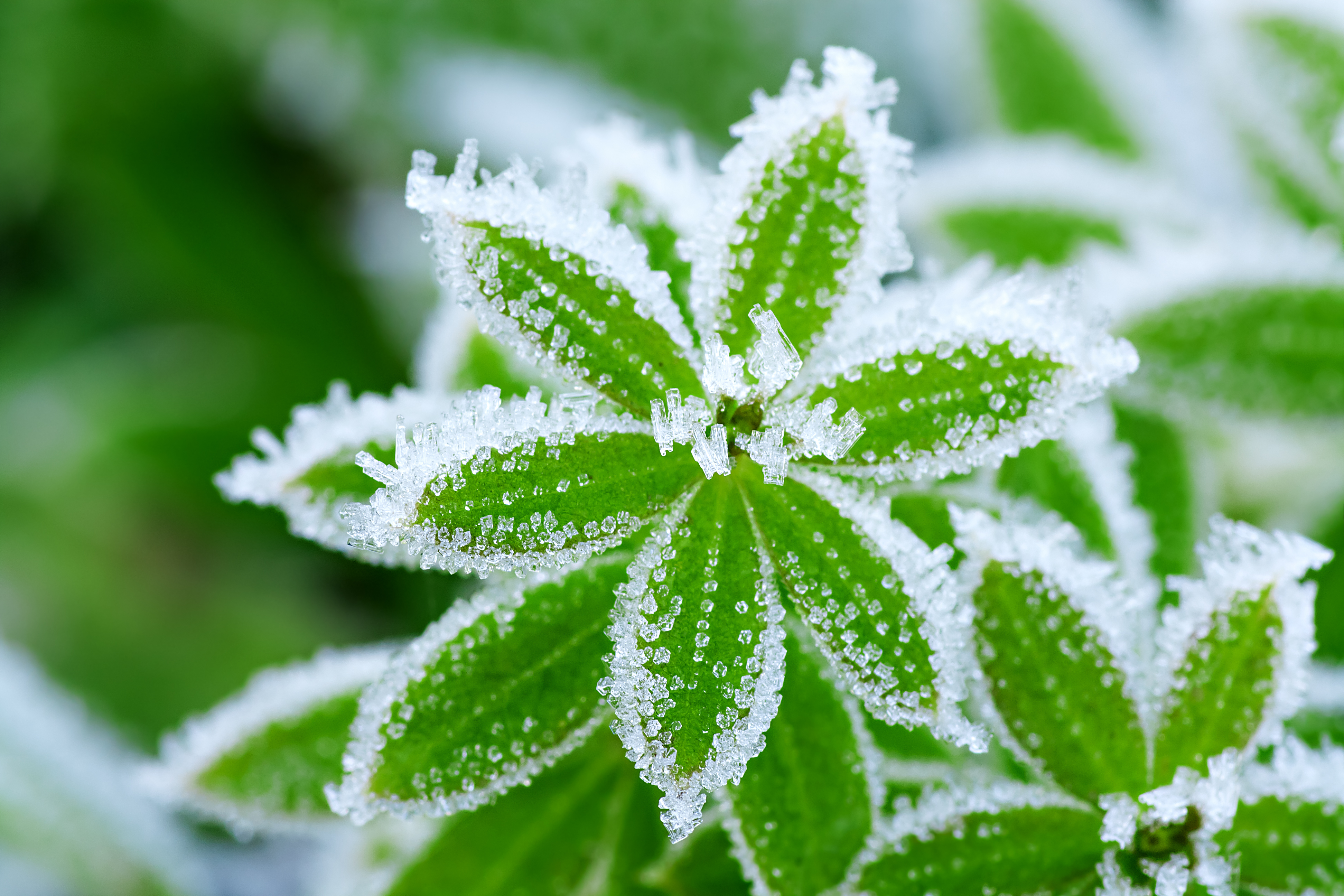 frosts