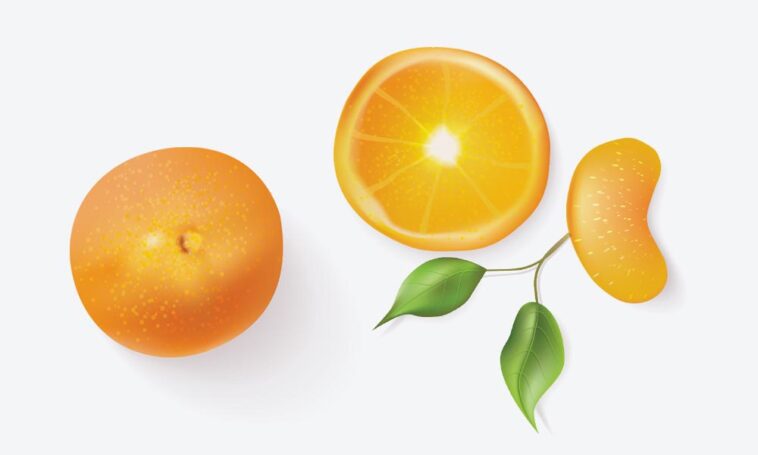 fruit orange cliparts 2024