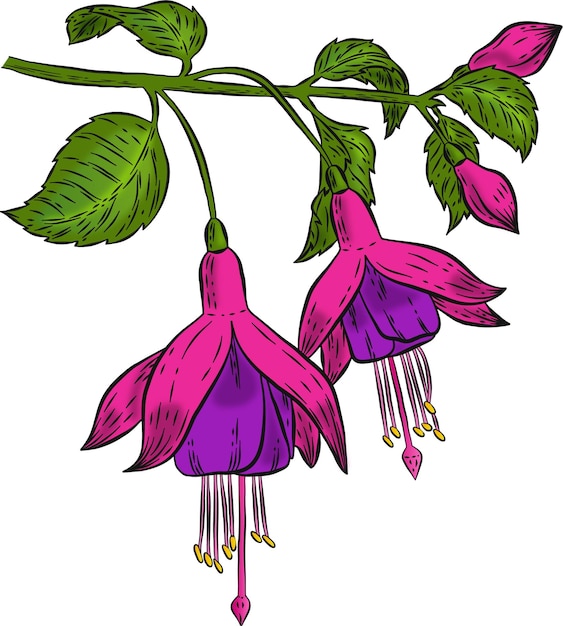 Premium Vector | Purple fuchsia flower illustration