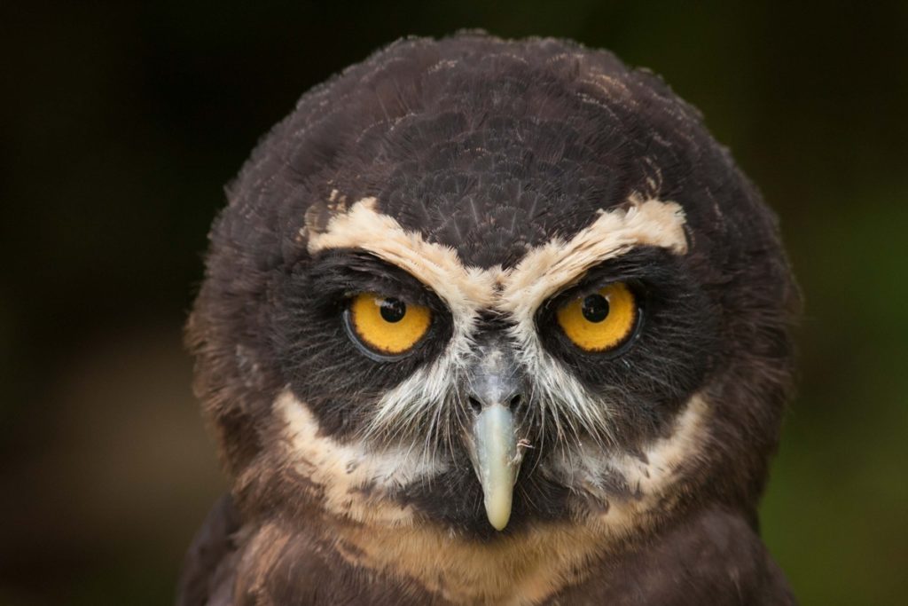 Fun Owl Facts | Amazing Birds | Whitehawk Birding Blog