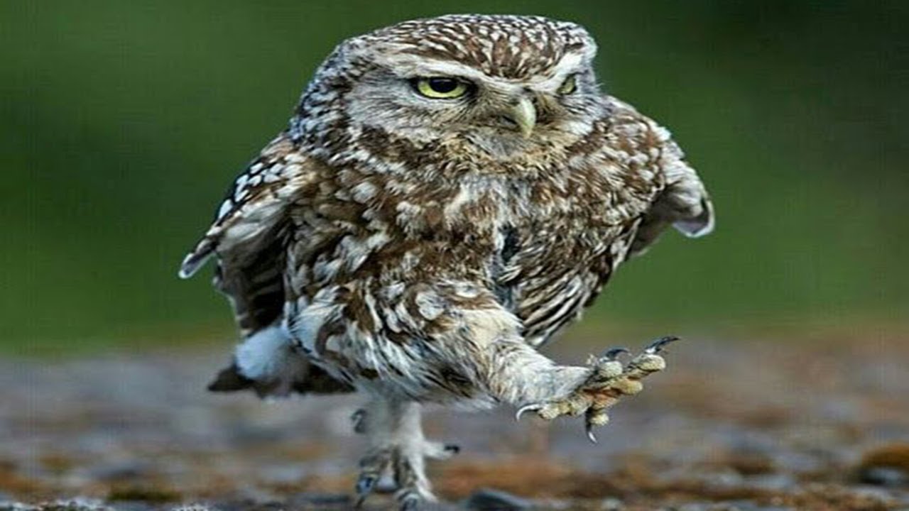 Owl - A Funny Owls And Cute Owls ? ? ?