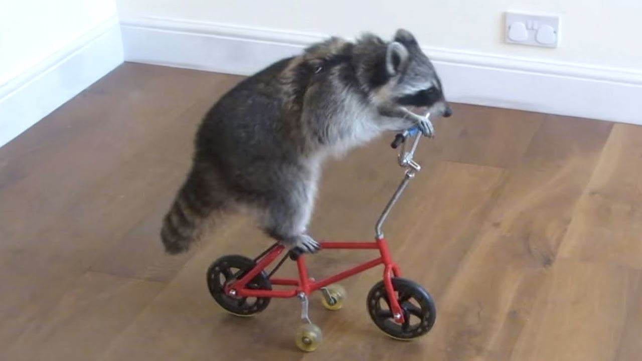 funny raccoons