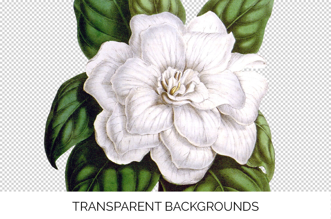 gardenia cliparts