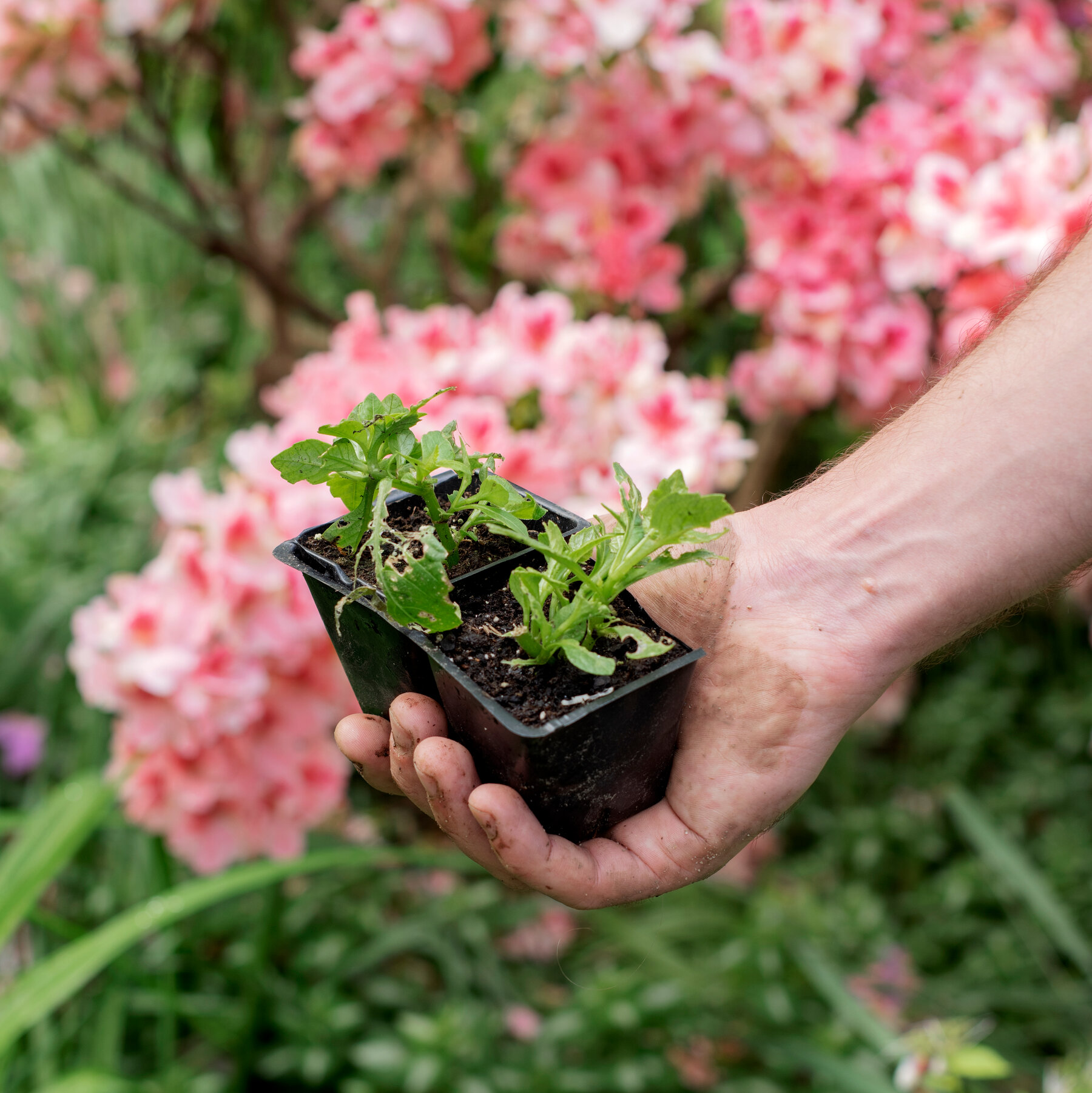 The Health Benefits of Gardening - The New York Times