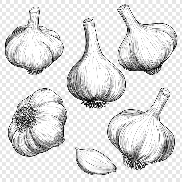 Garlic Clipart Images - Free Download on clipart library