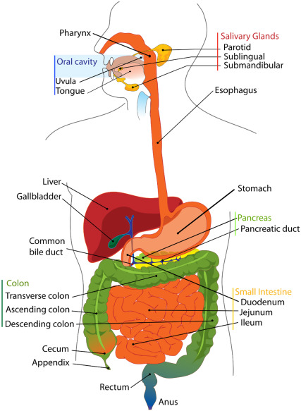 gastrointestinals