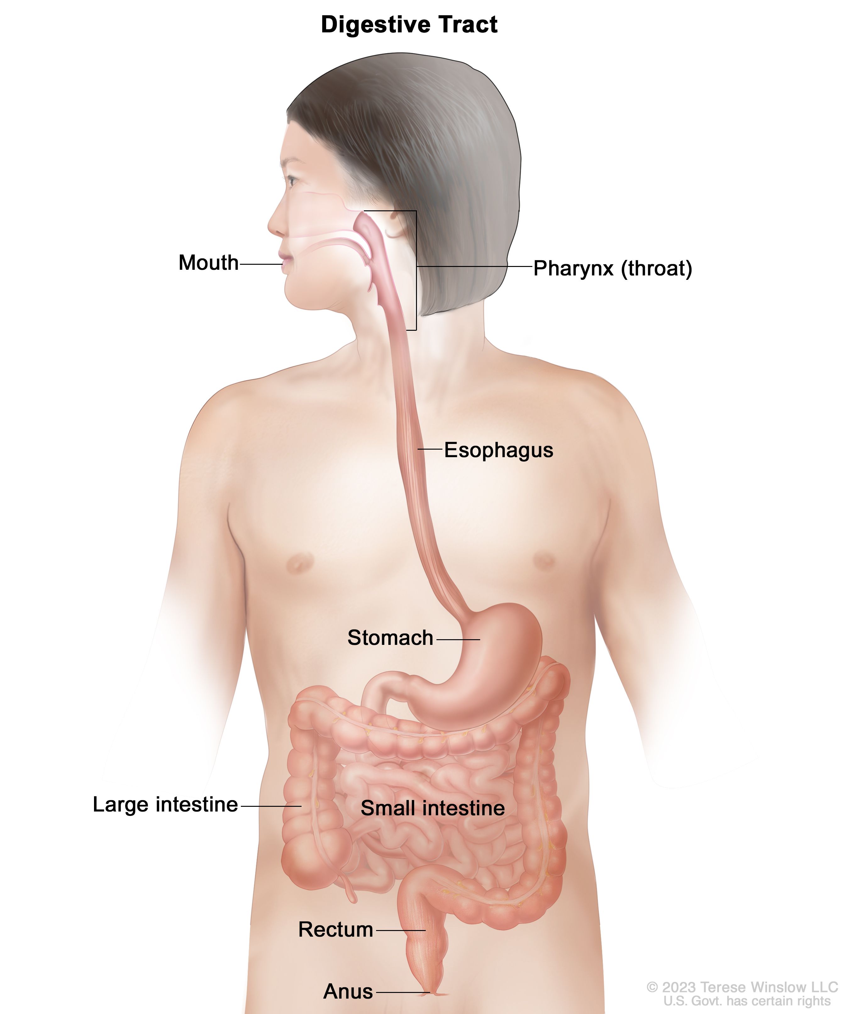 gastrointestinals
