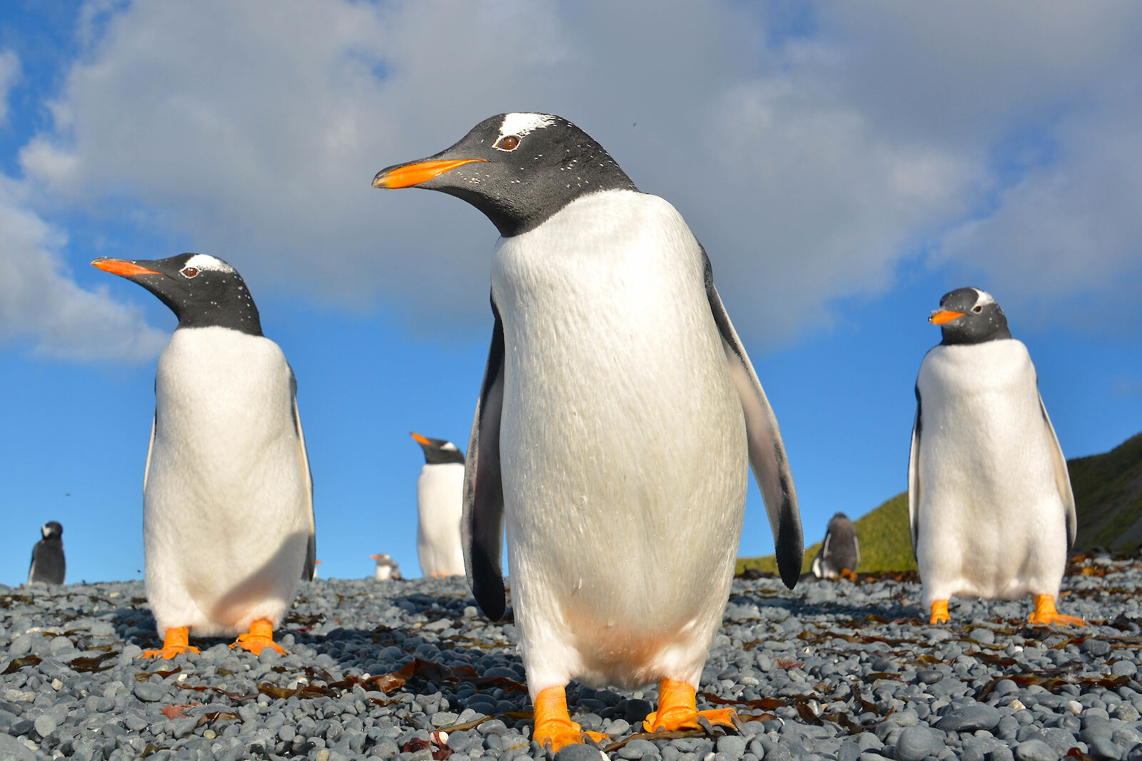 gentoo penguins