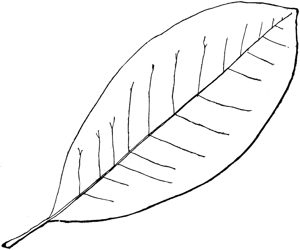 Genus Magnolia, L. (Magnolia) | ClipArt ETC