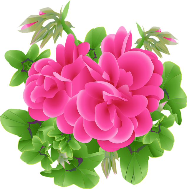 geranium cliparts 2024