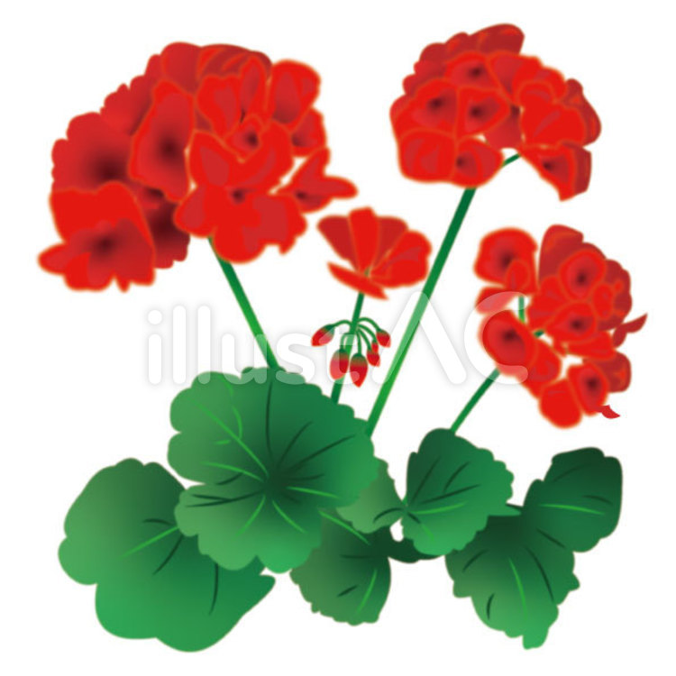 geranium cliparts 2024
