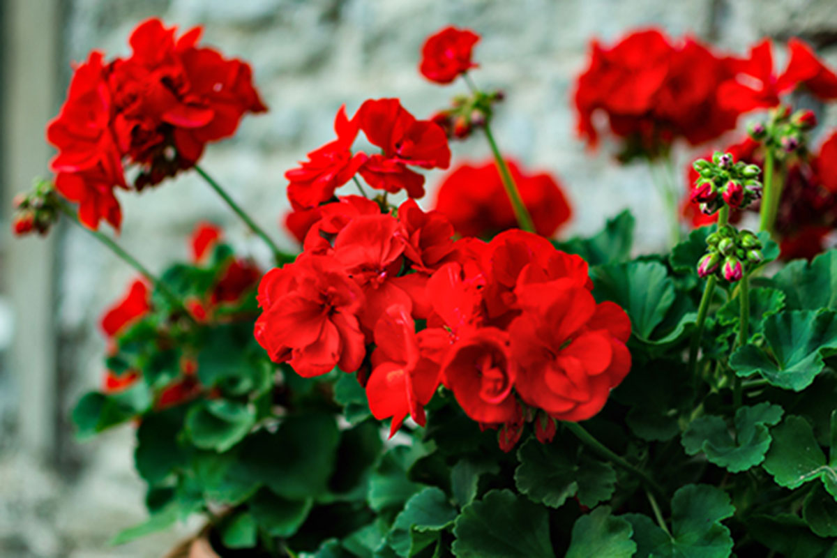 Did you know Geraniums can survive more than one season. Find out how