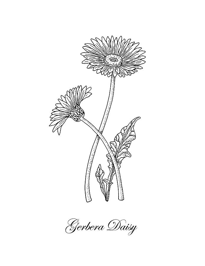gerber daisy drawing