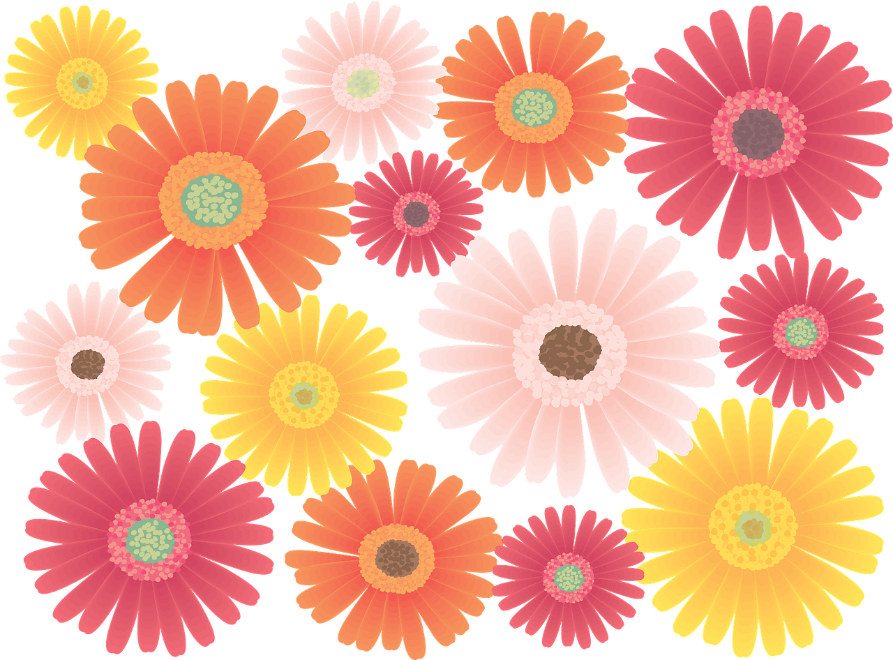 gerbera daisy clipart