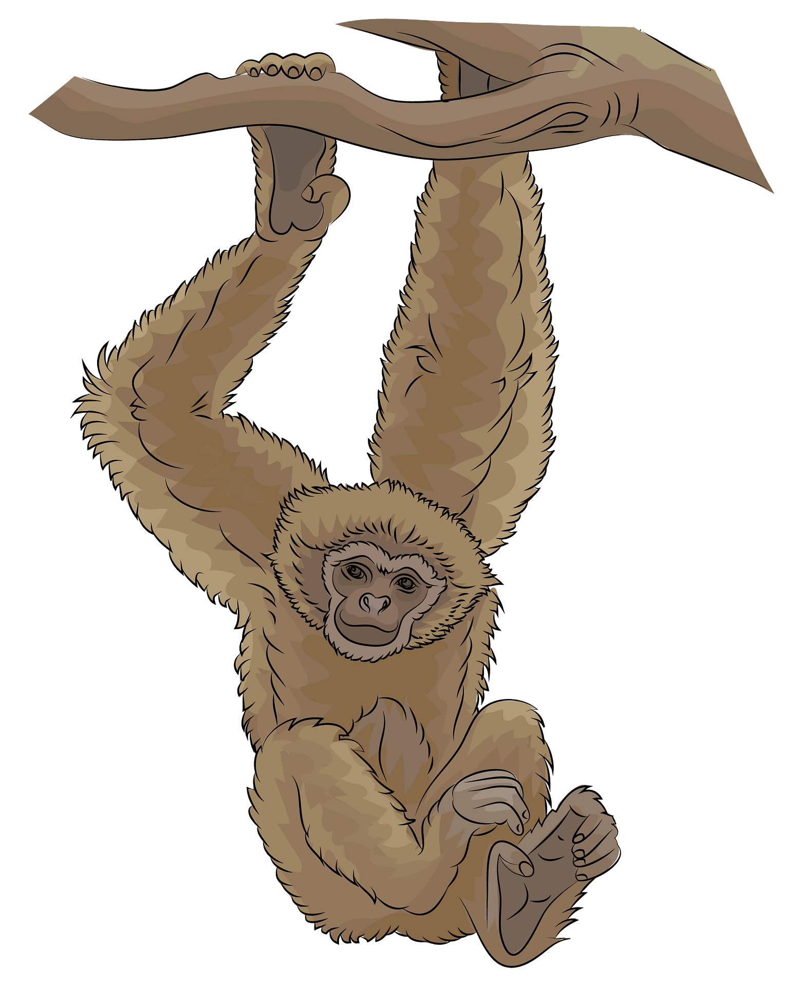 gibbon cliparts
