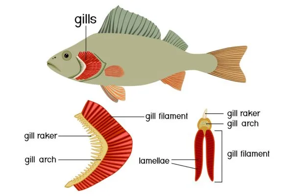 How do fish breathe? - Discover Wildlife