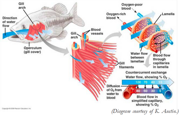 Gill Health: Why its Important